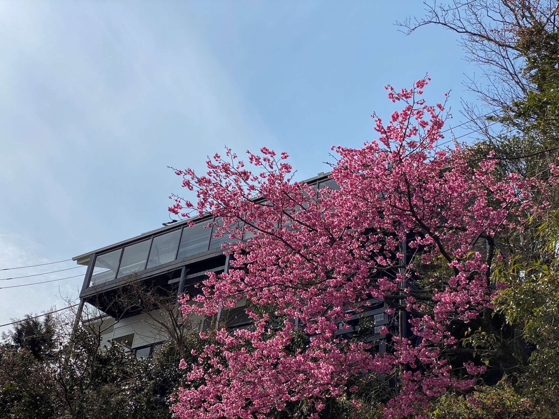 海彩テラスの桜